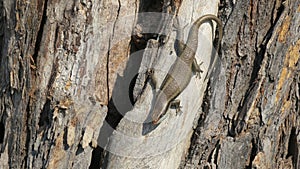 African stripped skink lizard found in Botswana photo