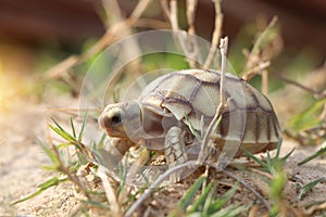 African Sulcata Tortoise Natural Habitat
