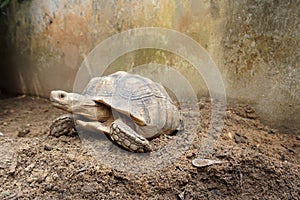 African Sulcata Tortoise Natural Habitat