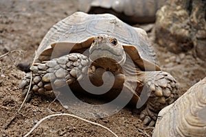 African Sulcata Tortoise Natural Habitat