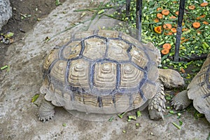 African Sulcata Tortoise Natural Habitat,Close up African spurred tortoise resting in the garden