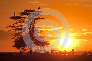 African Sunset