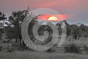 African Sunset above silhouette Savanna bush