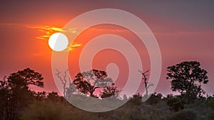 African Sunset above silhouette Savanna trees