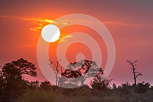 African Sunset above silhouetted Savanna trees