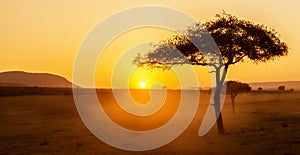 African sunset with acacia tree in Masai Mara, Kenya. Savannah background in Africa. Typical landscape in Kenya
