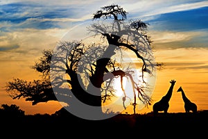 African sunset Baobab Giraffe