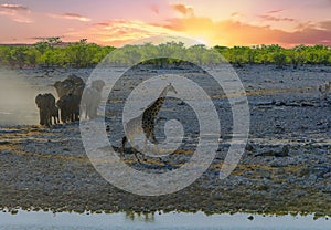 African Sunset with Giraffe, and herd of elephants walking in with dust flying