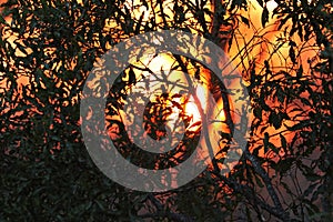 African sunset in the Kruger National Park, South Africa