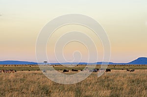 African sunset in the Masai Mara