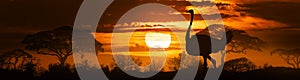 African sunset with ostrich