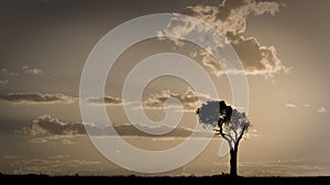 African sunset with a single tree