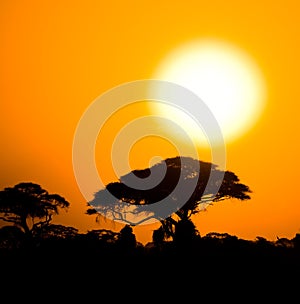 African sunset in savannah