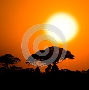 African sunset in savannah