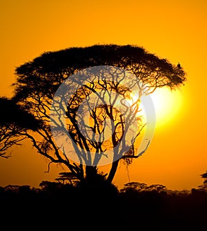 African sunset in savannah