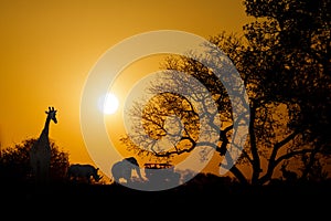 African Sunset Silhouette With Copy Space