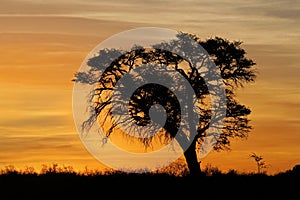 African sunset with silhouetted tree