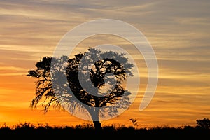 African sunset with silhouetted tree