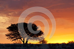 African sunset with silhouetted tree photo