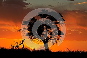 African sunset with silhouetted tree