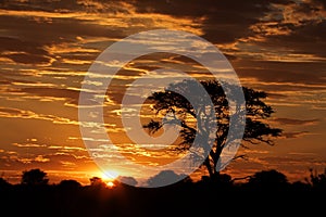 African sunset with silhouetted tree