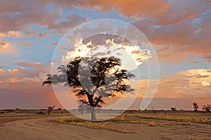 African sunset with silhouetted tree