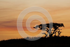 African Sunset, South Africa