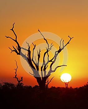 African sunset with a tree silhouette and large orange sun