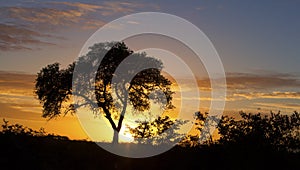 African sunset with a tree silhouette and large orange sun