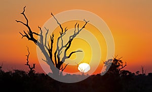 African sunset with a tree silhouette and large orange sun