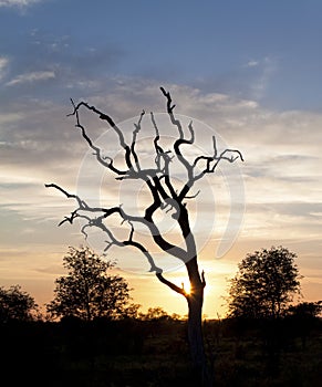 African sunset with a tree silhouette and large orange sun