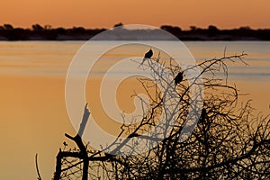 African sunset on Zambezi