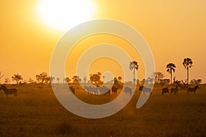 African Sunset with Zebras and Wildebeest