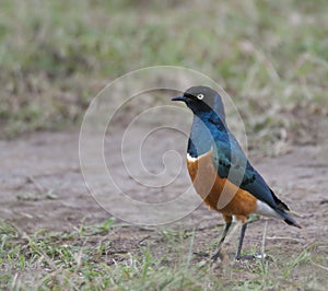 An African superb starling, Lamprotornis superbus