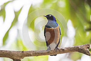 African Superb Starling (Lamprotornis superbus)