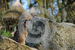 African suricata in the rocks