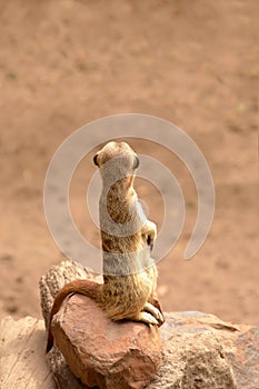 African suricate standing and looking around