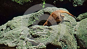 African Suricats in their habitat dig into a squeeze and look for food