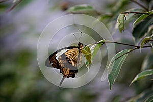 African Swallowtail butterfly