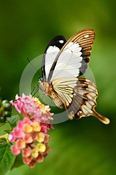 African Swallowtail butterfly, Papilio dordanus, sitting on the white flower. Insect in the dark tropic forest, nature habitat. Wi