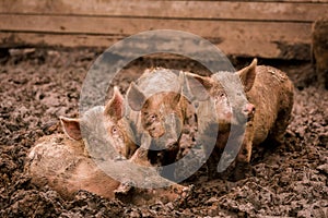 African swine fever virus, ASFV. Four pigs in the mud