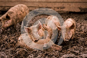 African swine fever virus, ASFV. Four pigs in the mud next to a sick pig