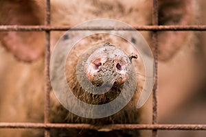 African swine fever virus, ASFV. One pig in a cage