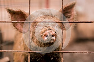 African swine fever virus, ASFV. One pig in a cage