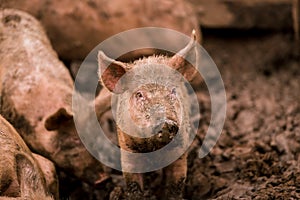 African swine fever virus, ASFV. Two pigs in the mud next to a sick pig