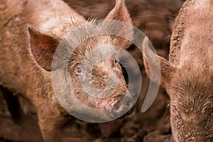 African swine fever virus, ASFV. Two pigs in the mud next to a sick pig