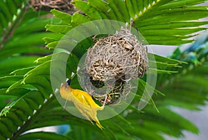 AFRICAN TAG BIRDS BUILDING THEIR NESTS