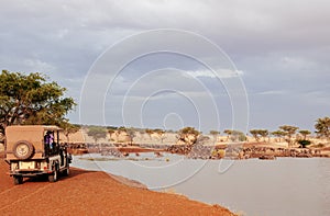 African Tanzania Safari trip wildlife watch - Herd of African wildebeest in grass meadow near river of Serengeti Savanna