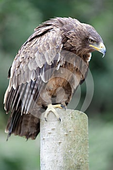 African tawny eagle