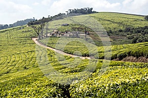 African tea plantations